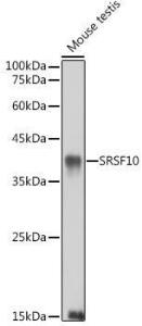 Western blot analysis of extracts of Mouse testis, using Anti-SRSF10 Antibody (A305632) at 1:1,000 dilution