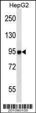 Anti-MASTL Mouse Monoclonal Antibody [clone: 235CT7.8.2.3]