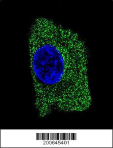 Anti-LAMP2 Mouse Monoclonal Antibody (PE (Phycoerythrin)) [clone: 157CT16.6.6]