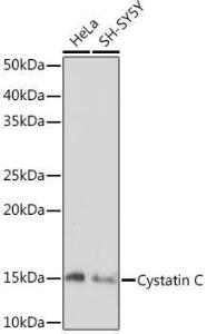 Anti-Cystatin C Rabbit Monoclonal Antibody [clone: ARC1357]