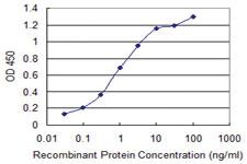 Anti-PPFIBP2 Mouse Monoclonal Antibody [clone: 1B3]