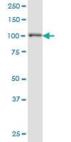 Anti-PPFIBP2 Mouse Monoclonal Antibody [clone: 3A5]