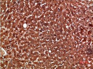 Immunohistochemical analysis of paraffin-embedded human liver using Anti-PON1 Antibody