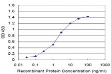 Anti-PPFIBP2 Mouse Monoclonal Antibody [clone: 3A5]