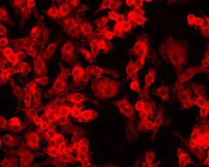 Anti-HIF1A Mouse Monoclonal Antibody [clone: ESEE122]