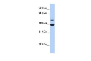 Antibody used in WB on Human Liver at 0.2-1 µg/ml.