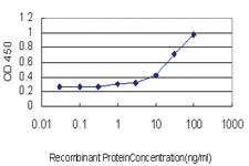 Anti-PPFIA3 Mouse Monoclonal Antibody [clone: 3B1]