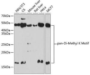 Western blot analysis of extracts of various cell lines, using Anti-pan di-methyl Lysine Antibody (A309597) at 1:1,000 dilution. The secondary antibody was Goat Anti-Rabbit IgG H&L Antibody (HRP) at 1:10,000 dilution.