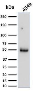 Western blot analysis of A549 cell lysate using Anti-CD14 Antibody [LPSR/2386]