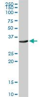 Anti-ATP1B3 Rabbit Polyclonal Antibody