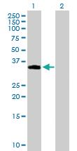 Anti-NDFIP2 Mouse Polyclonal Antibody