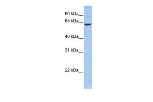 Anti-CCDC67 Rabbit Polyclonal Antibody