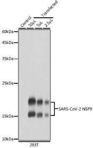 Western blot analysis of extracts of normal 293T cells and 293T transfected with NSP9 Protein, using Anti-SARS-CoV-2 NSP9 Antibody (A308073) at 1:5,000 dilution