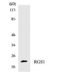 Western blot analysis of the lysates from 293 cells using Anti-RGS1 Antibody