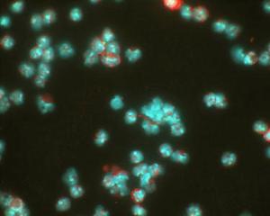 Anti-HIF1A Mouse Monoclonal Antibody [clone: ESEE122]