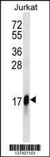 Anti-HMGN2 Rabbit Polyclonal Antibody (APC (Allophycocyanin))