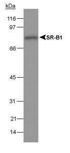 Anti-HIF1A Mouse Monoclonal Antibody [clone: ESEE122]