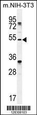 Anti-TAPT1 Rabbit Polyclonal Antibody (APC (Allophycocyanin))