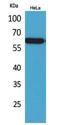 Anti-Nectin 3 Rabbit Polyclonal Antibody