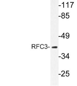 Anti-RFC3 Rabbit Polyclonal Antibody