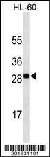 Anti-TNFSF4 Mouse Monoclonal Antibody [clone: 362CT19.3.3]