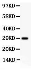 Anti-APP Polyclonal Antibody