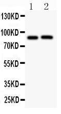 Anti-APP Polyclonal Antibody