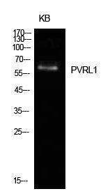 Western blot analysis of KB cells using Anti-PVRL1 Antibody