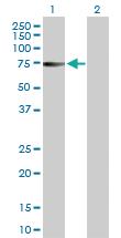 Anti-ZNF503 Rabbit Polyclonal Antibody