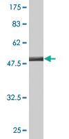 Anti-SSSCA1 Mouse Monoclonal Antibody [clone: 2H4]