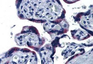 Anti-Thioredoxin Domain Containing 4 Mouse Monoclonal Antibody [clone: 3C7]