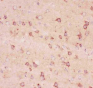 Anti-APP Polyclonal Antibody