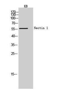 Western blot analysis of KB cells using Anti-PVRL1 Antibody