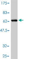 Anti-RNASEH2A Mouse Polyclonal Antibody