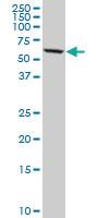 Anti-DDX56 Mouse Monoclonal Antibody [clone: 6B9]