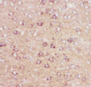 Anti-APP Polyclonal Antibody