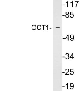 Western blot analysis of lysates from HepG2 cells using Anti-OCT1 Antibody