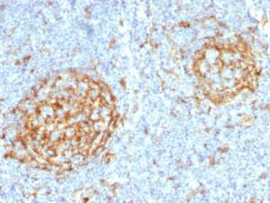 Antibody anti-CD14 LPSR2397 BSA 100 µg