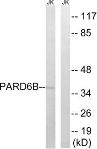 Western blot analysis of lysates from Jurkat cells using Anti-PARD6B Antibody The right hand lane represents a negative control, where the antibody is blocked by the immunising peptide