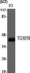 Western blot analysis of various cells using Anti-OXER1 Antibody