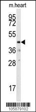 Anti-DUSP10 Rabbit Polyclonal Antibody