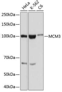 Western blot analysis of extracts of various cell lines, using Anti-MCM3 Antibody [ARC0607] (A306905) at 1:1,000 dilution The secondary antibody was Goat Anti-Rabbit IgG H&L Antibody (HRP) at 1:10,000 dilution Lysates/proteins were present at 25 µg per lane