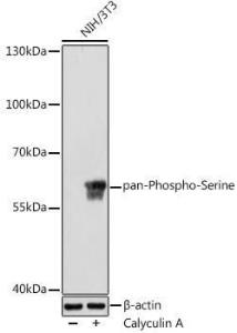 Western blot analysis of extracts of NIH/3T3 cells, using Anti-pan phospho Serine Antibody (A309609) at 1:1,000 dilutio