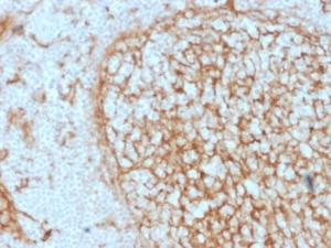 Antibody anti-CD14 LPSR2397 BSA 100 µg