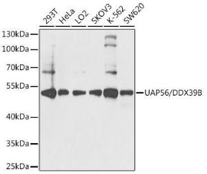 Western blot analysis of extracts of various cell lines, using Anti-UAP56 Antibody (A12241) at 1:1,000 dilution. The secondary antibody was Goat Anti-Rabbit IgG H&L Antibody (HRP) at 1:10,000 dilution.