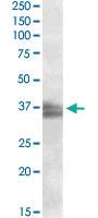 Anti-FRG1 Goat Polyclonal Antibody