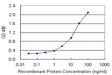 Anti-UBD Polyclonal Antibody Pair