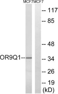 Western blot analysis of lysates from MCF-7 cells using Anti-OR9Q1 Antibody. The right hand lane represents a negative control, where the antibody is blocked by the immunising peptide