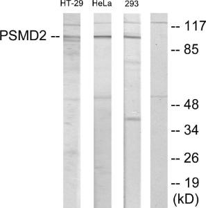 Western blot analysis of lysates from HT-29, HeLa, and 293 cells using Anti-PSMD2 Antibody. The right hand lane represents a negative control, where the antibody is blocked by the immunising peptide