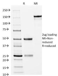 Antibody anti-CD14 LPSR2397 BSA 100 µg